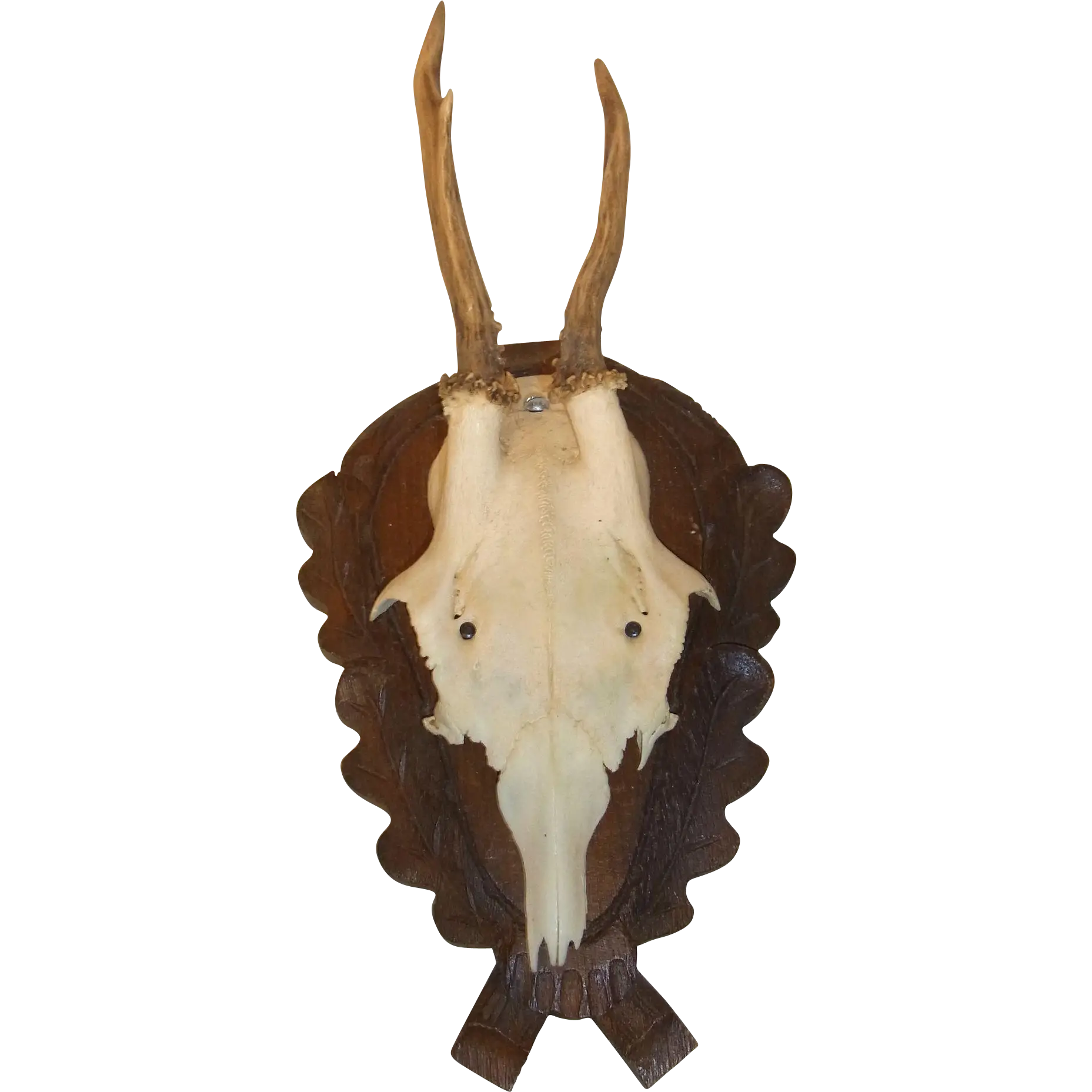 Mounted Antelope Skull with Antlers