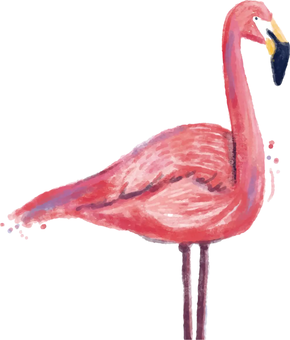 Pink Flamingo Watercolor Illustration