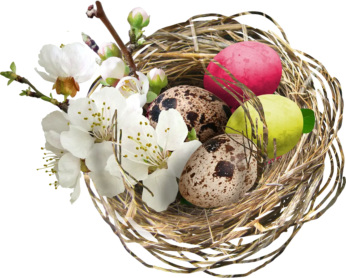 Bird Nest with Eggs and Flowers