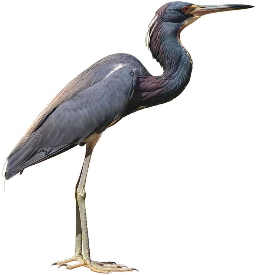 Elegant Blue Heron Standing Tall