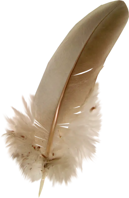 Soft and Delicate Feather