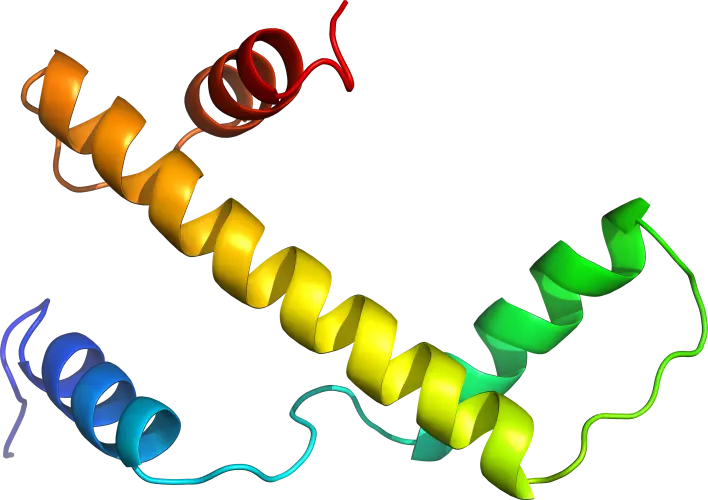 Protein Structure Illustration