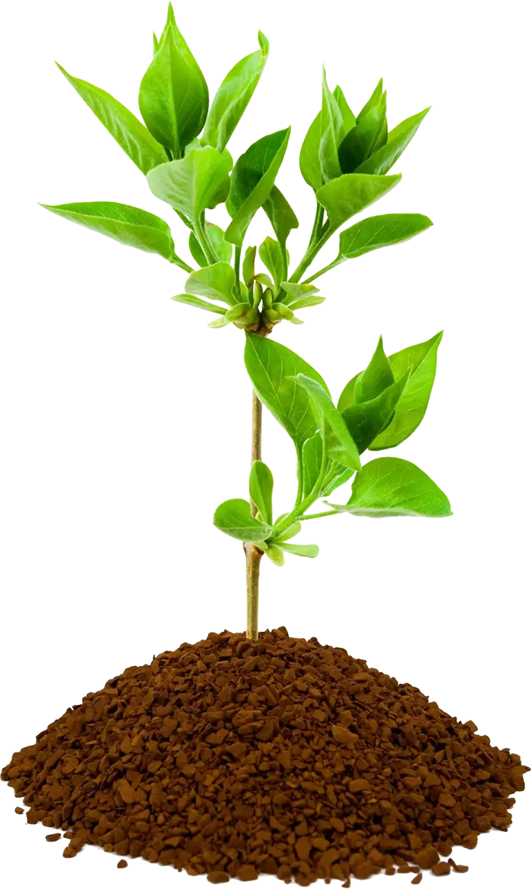Young Green Sapling