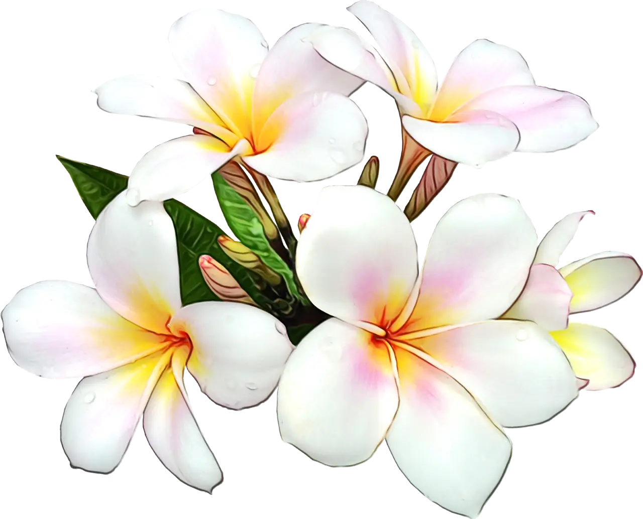 Beautiful White Plumeria Flowers