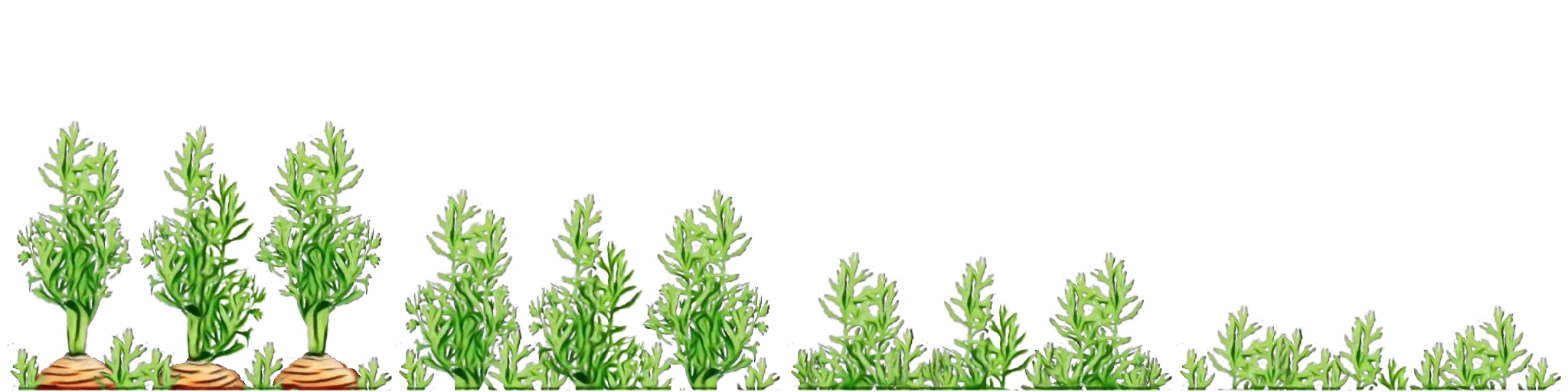 Green Carrot Plants in a Vegetable Patch