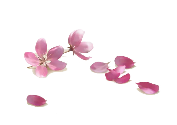 Pink Flower Petals Spread on Transparent Background