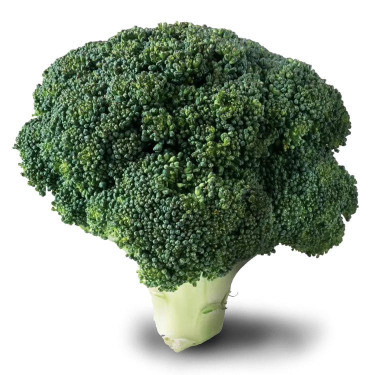 Fresh Green Broccoli