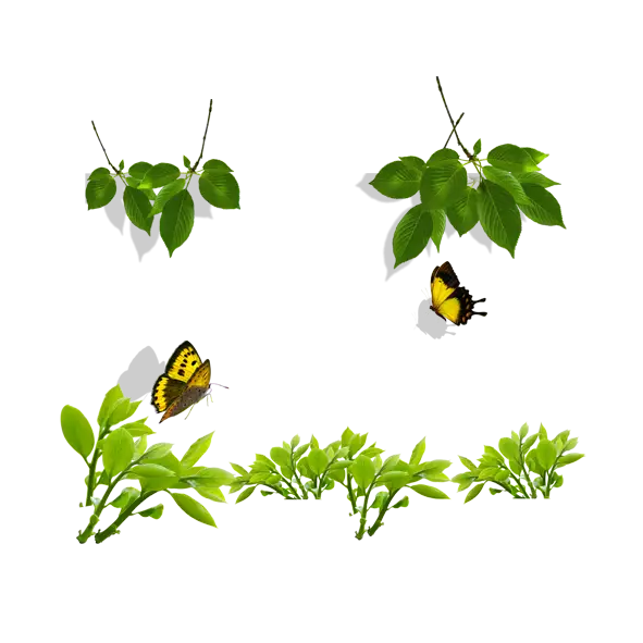 Green Leaves and Butterflies