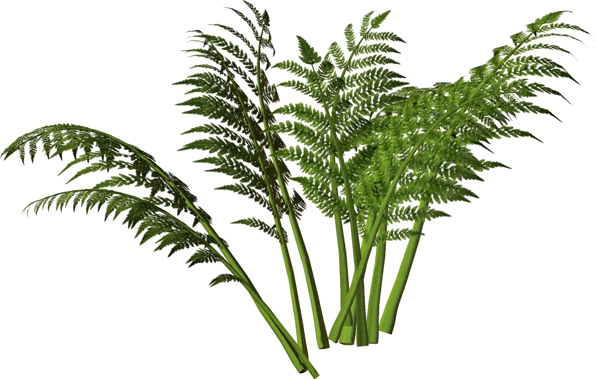 Green Fern Plant