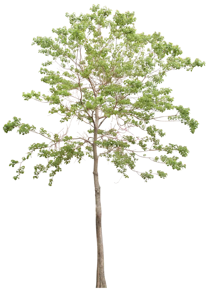 Tall Green Tree with Full Leaves