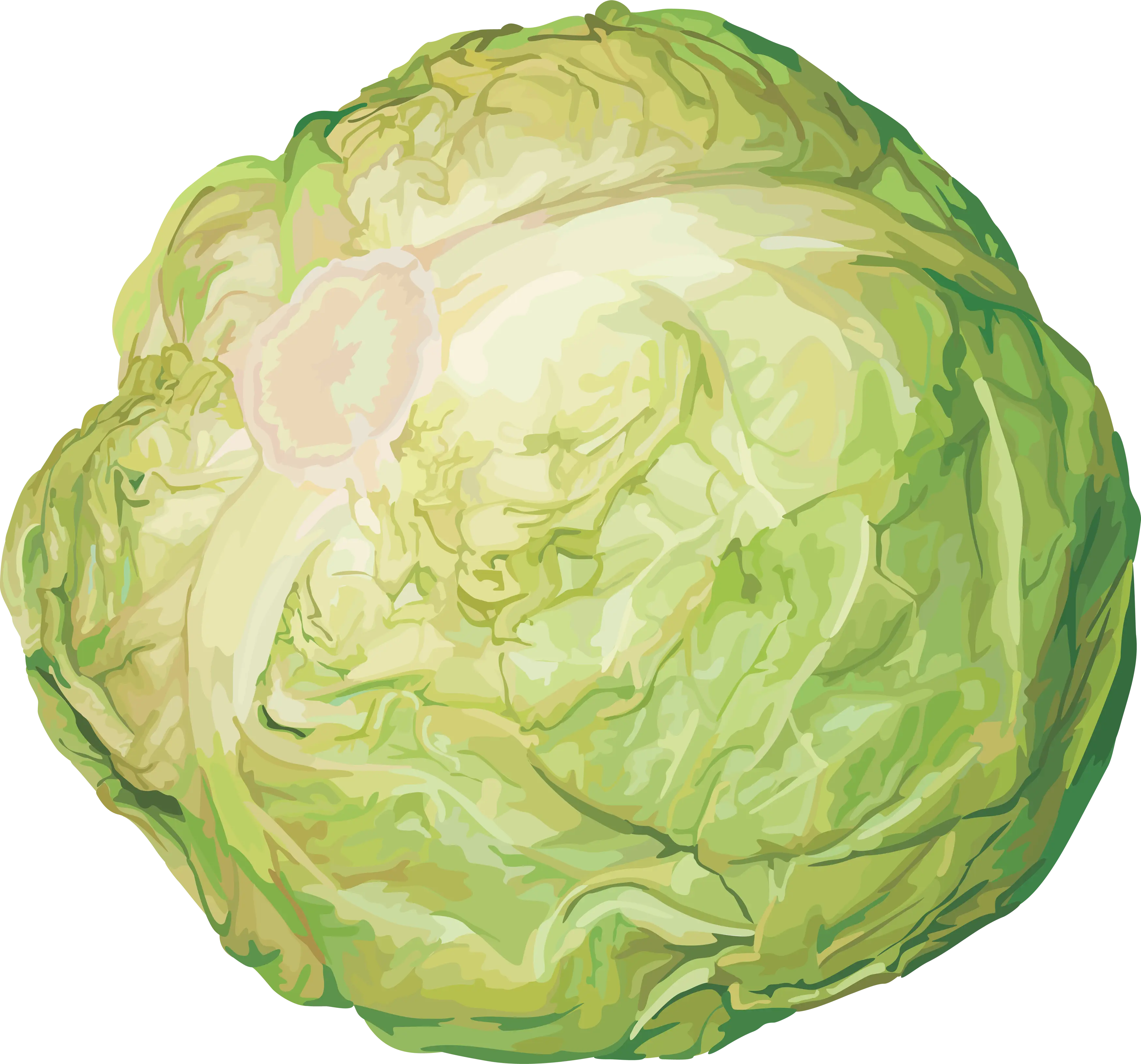 Green Cabbage Illustration