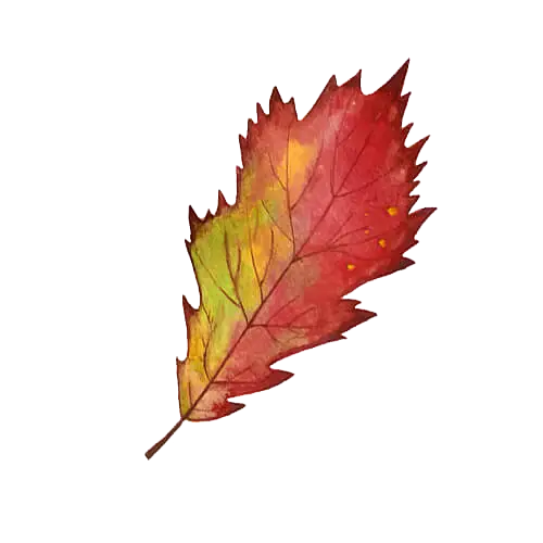 Autumn Leaf Illustration in Warm Colors