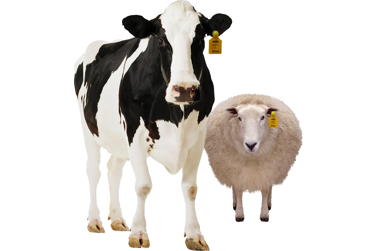 Cow and Sheep on Farm