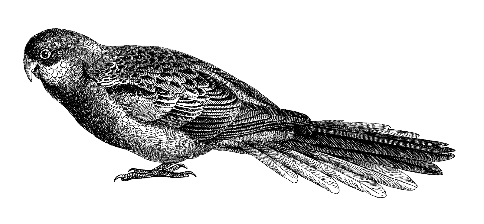 Detailed Bird Drawing