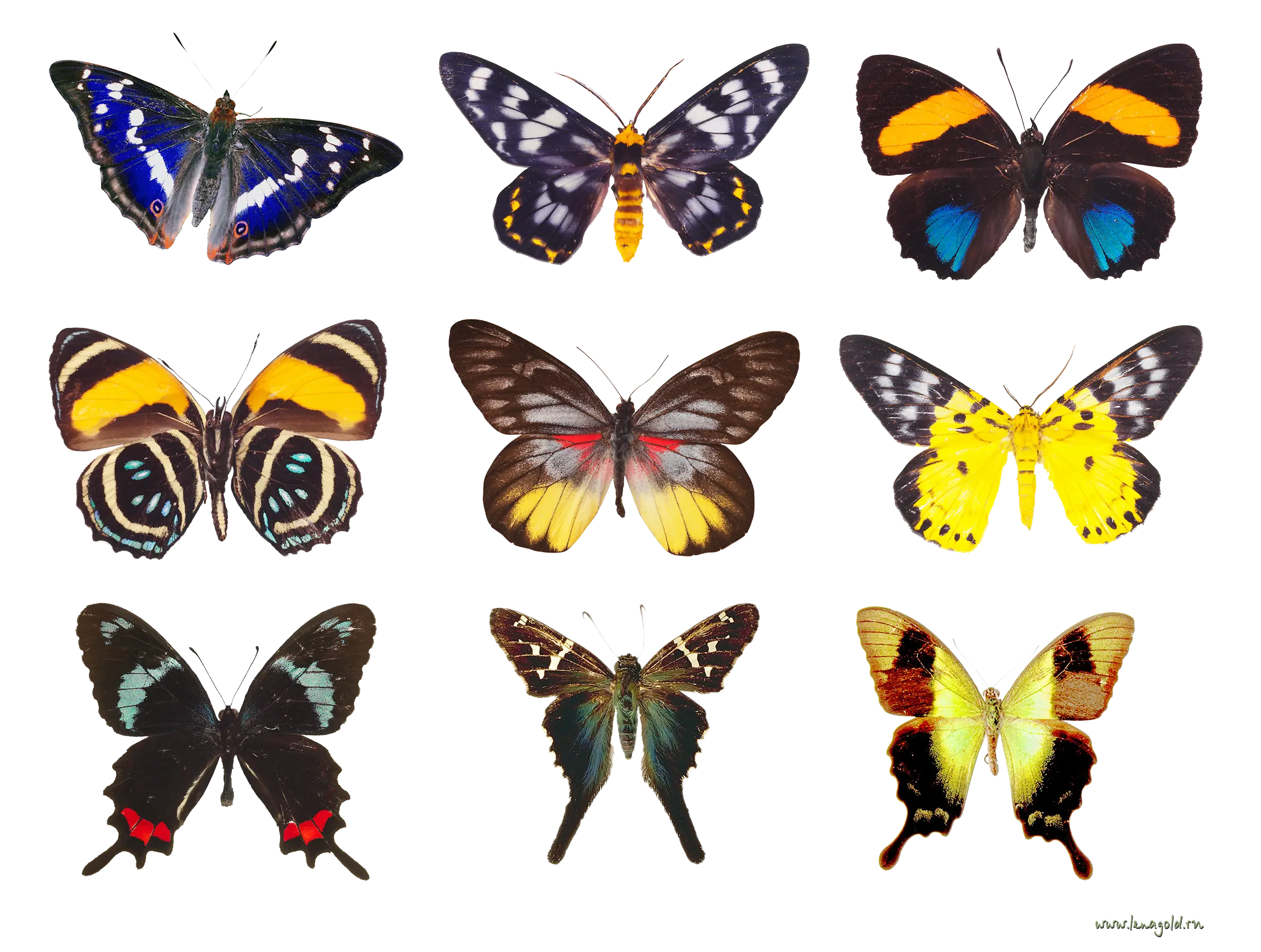 Collection of Colorful Butterflies