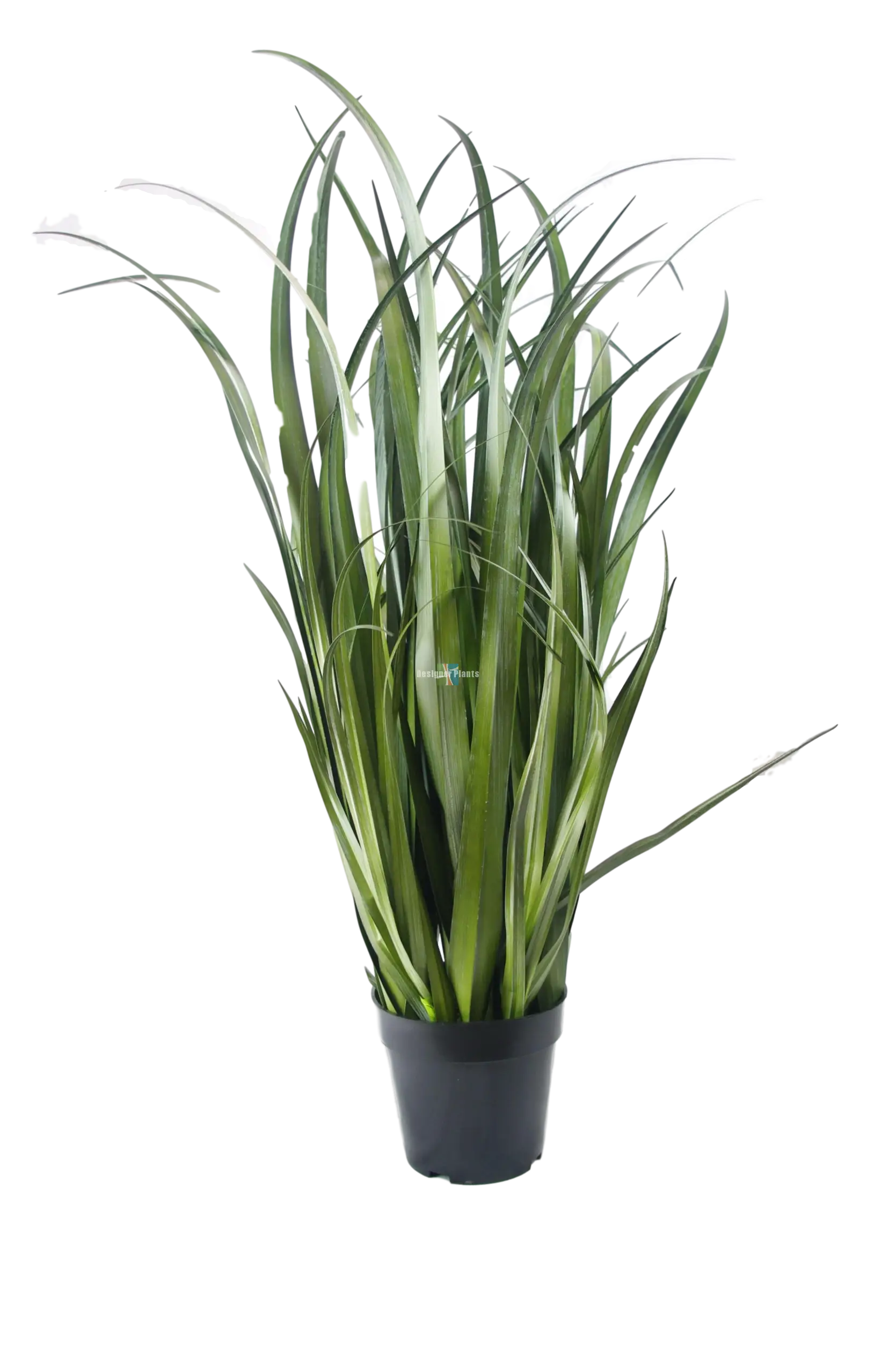 Green Potted Indoor Plant