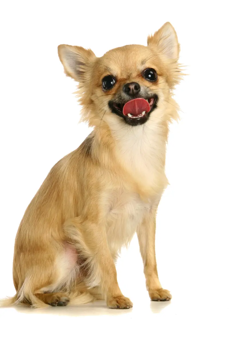 Cute Chihuahua Dog Sitting