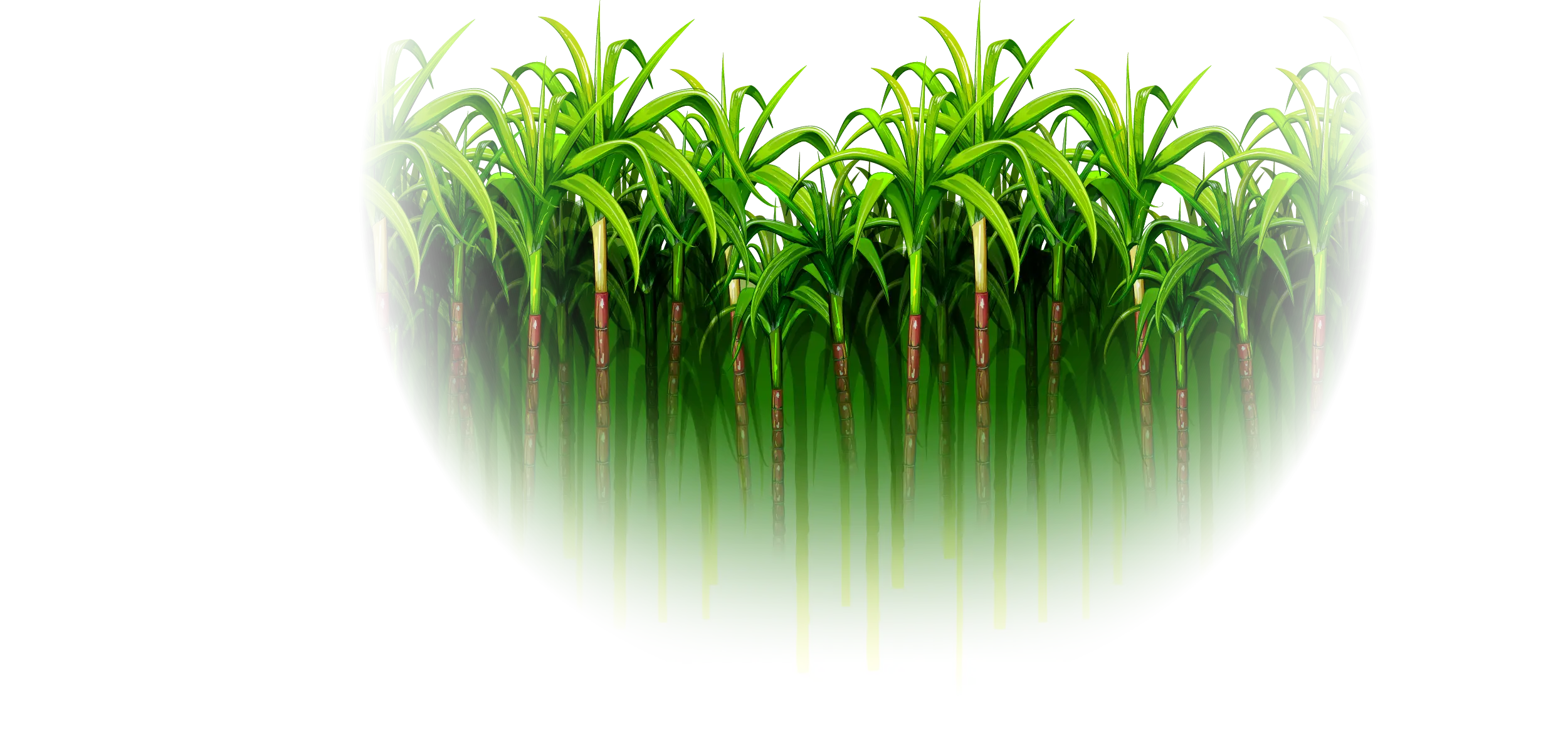 Lush Green Sugarcane Field