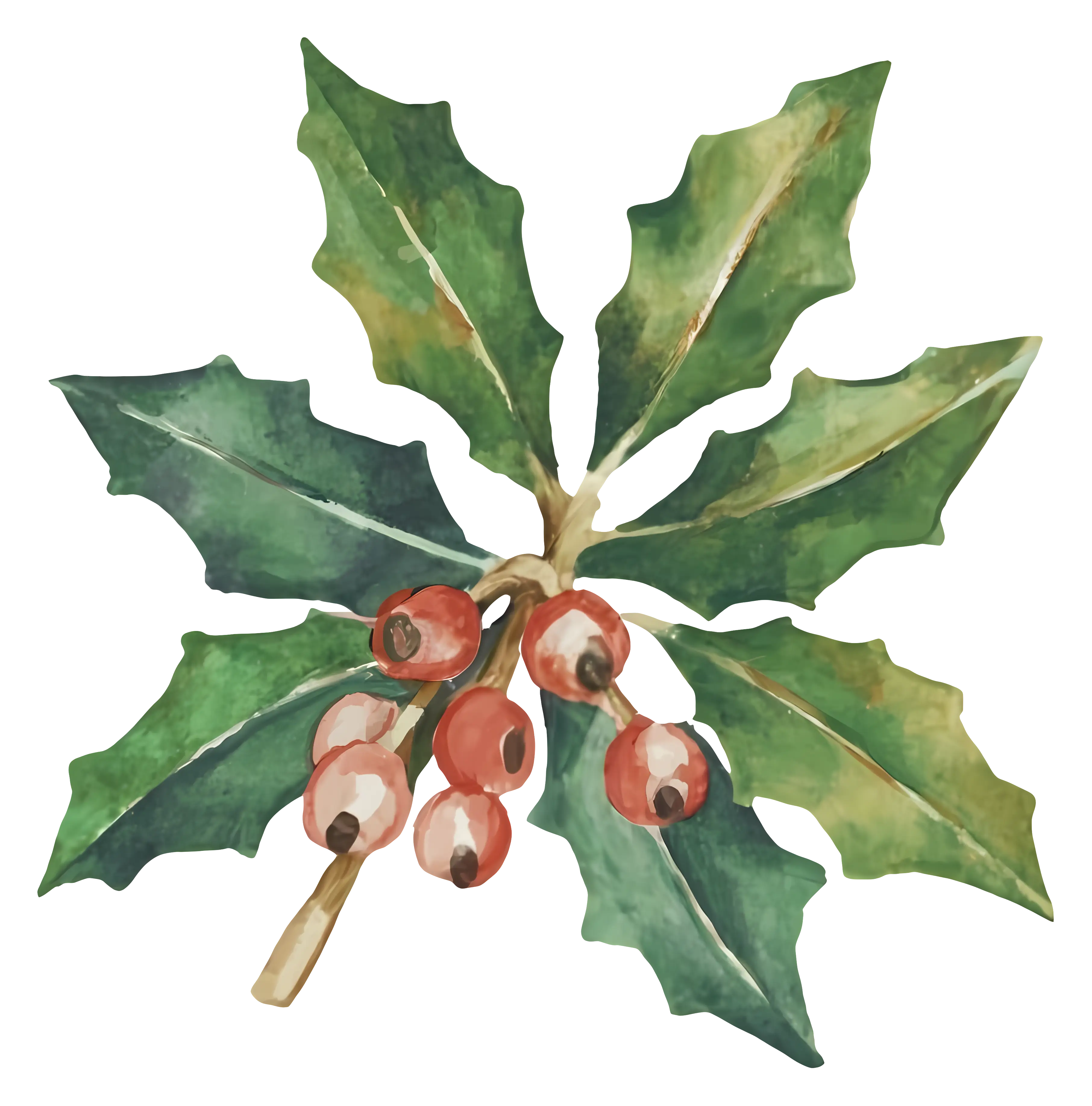 Illustration of Holly Berries with Green Leaves