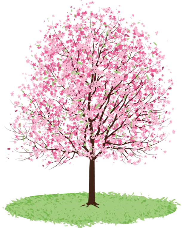 Pink Cherry Blossom Tree in Full Bloom