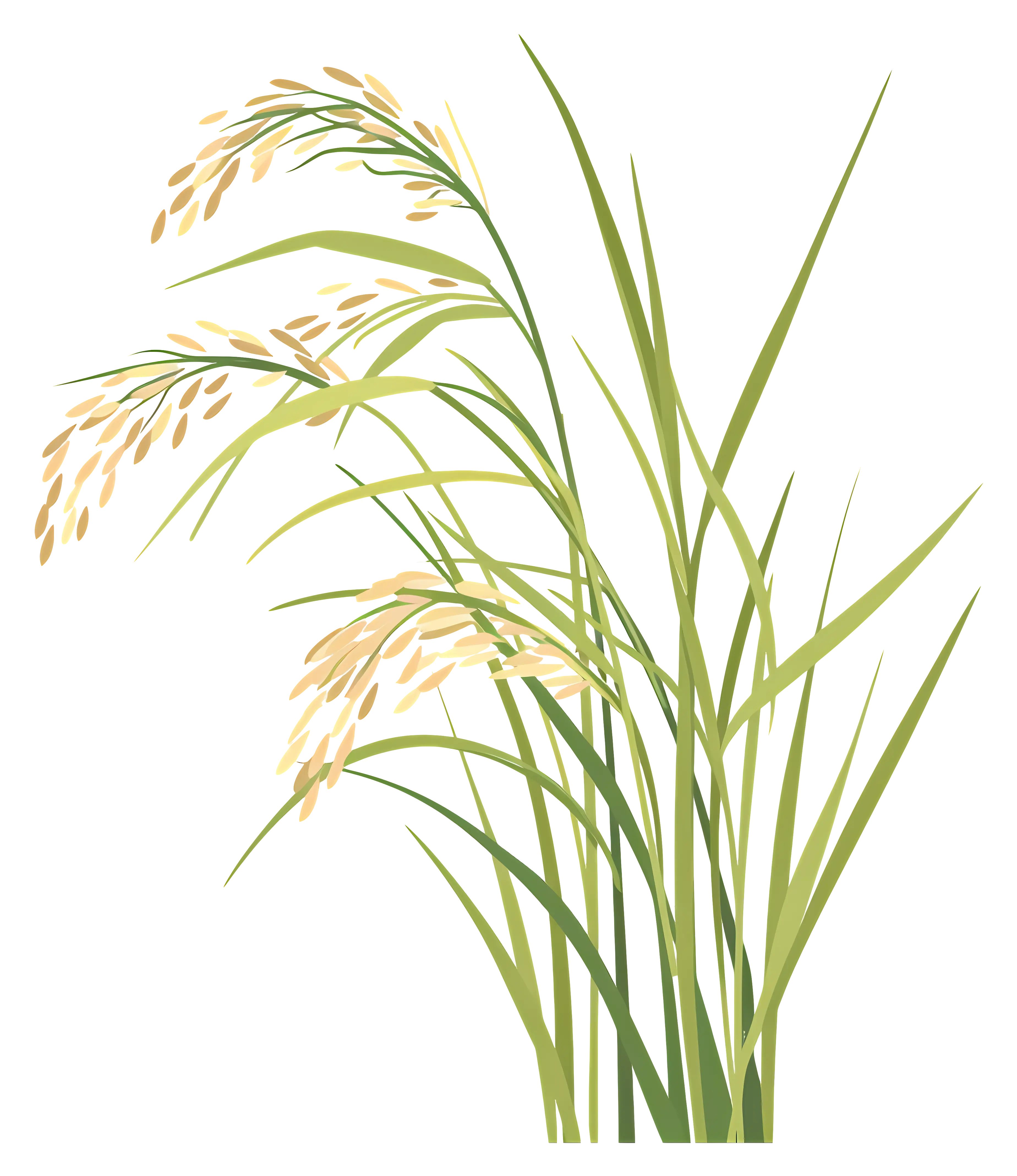 Detailed Illustration of Rice Plants