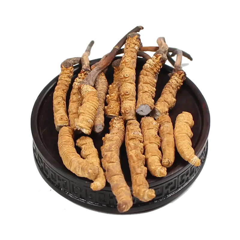 Cordyceps Displayed on Traditional Plate