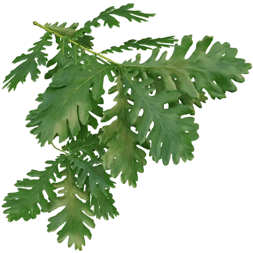 Green Leaves Illustration