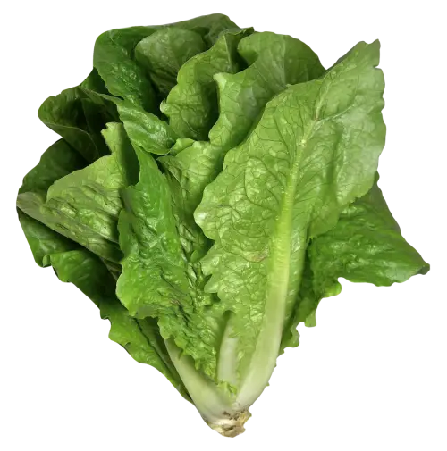 Crisp Green Lettuce Perfect for Salads
