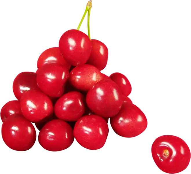 Bright Red Cherries in a Cluster