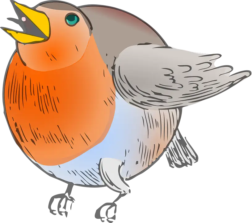 Singing Robin Bird