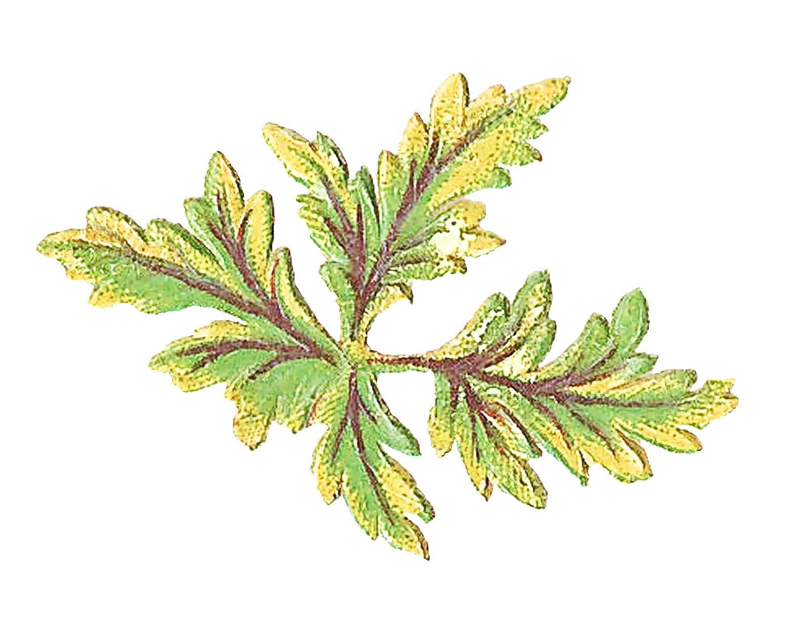 Parsley Leaves Illustration