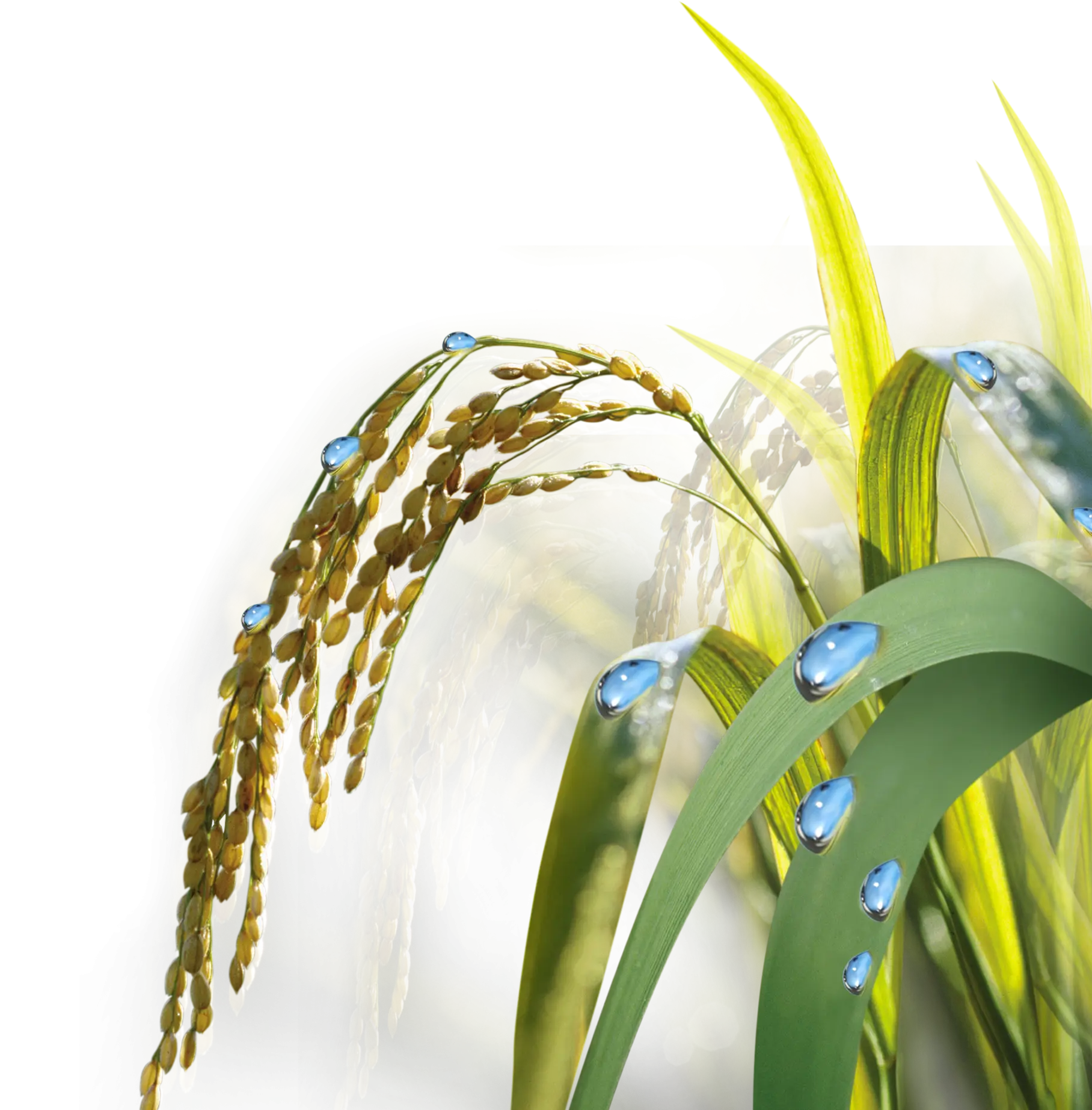Rice Plant with Water Drops