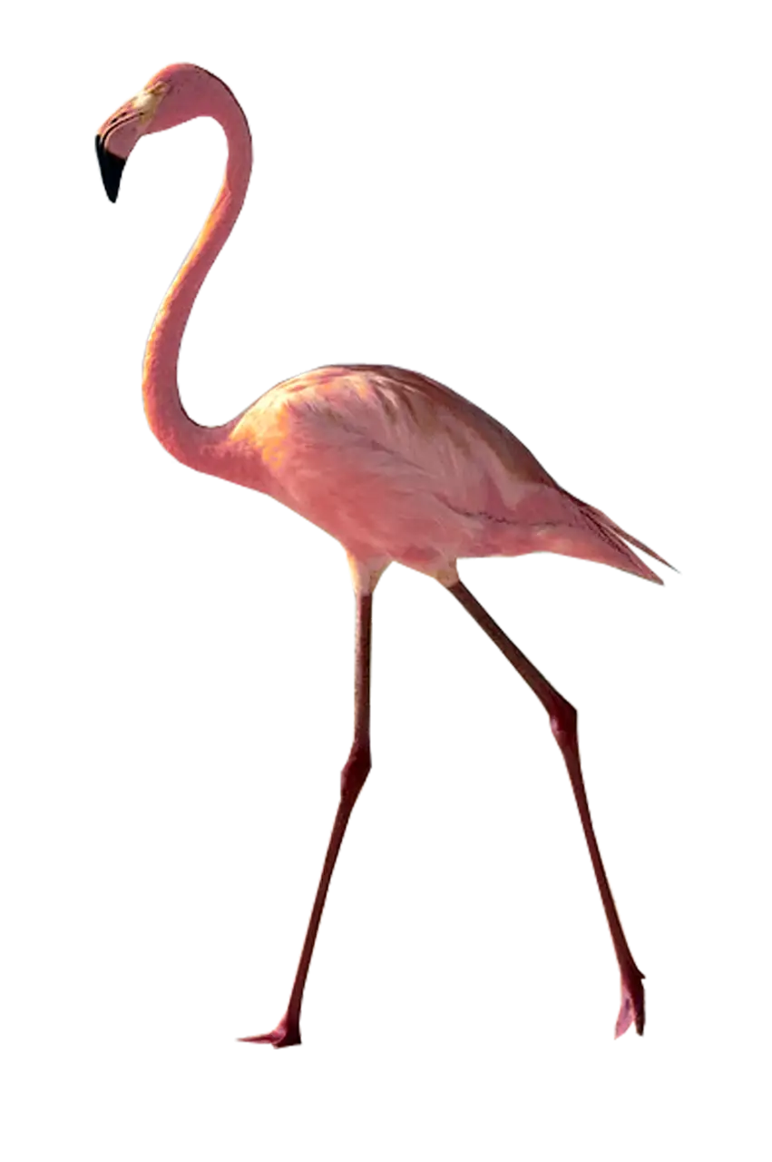 Pink Flamingo Gracefully Standing
