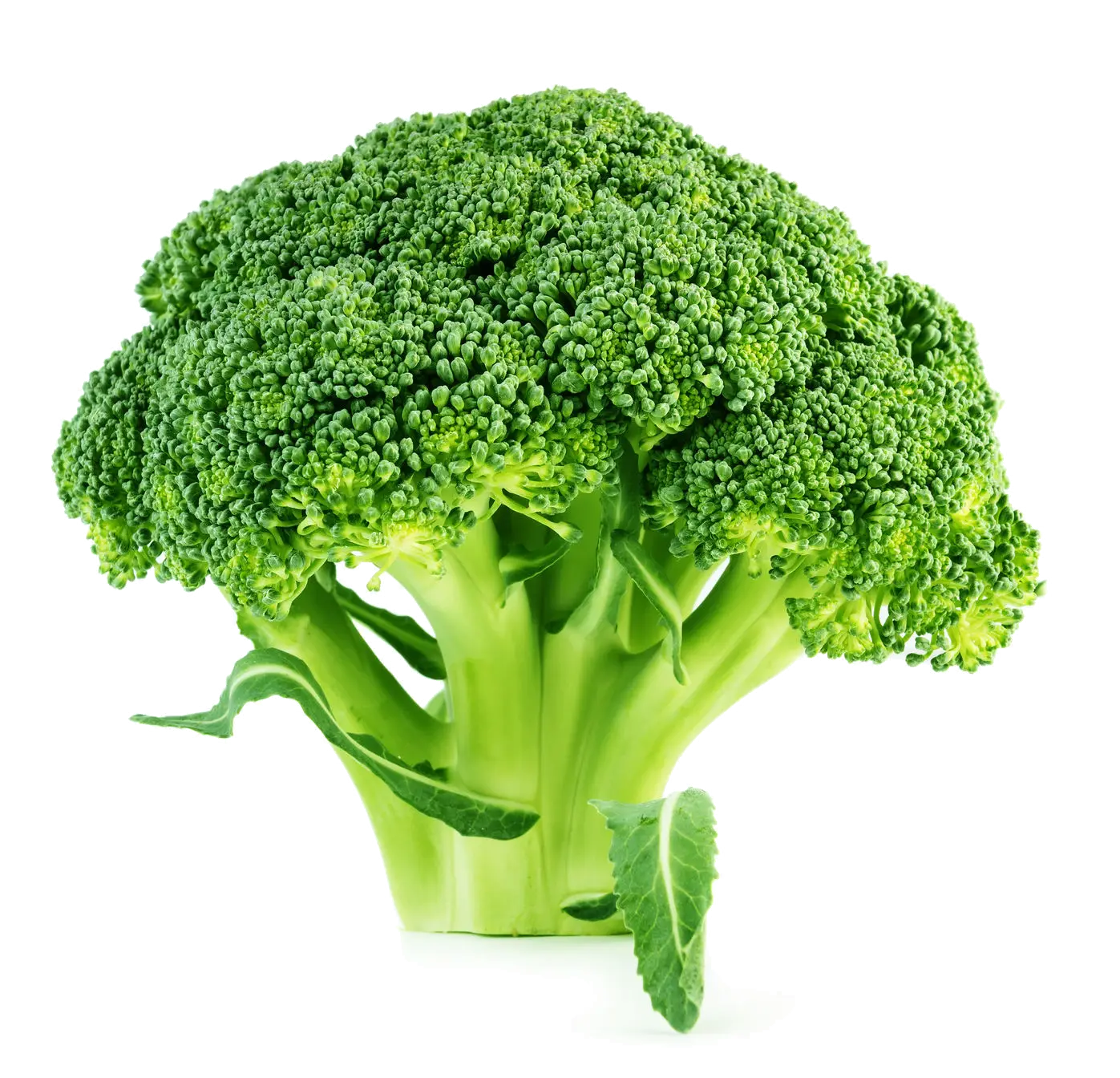 Whole Fresh Broccoli on Transparent Background