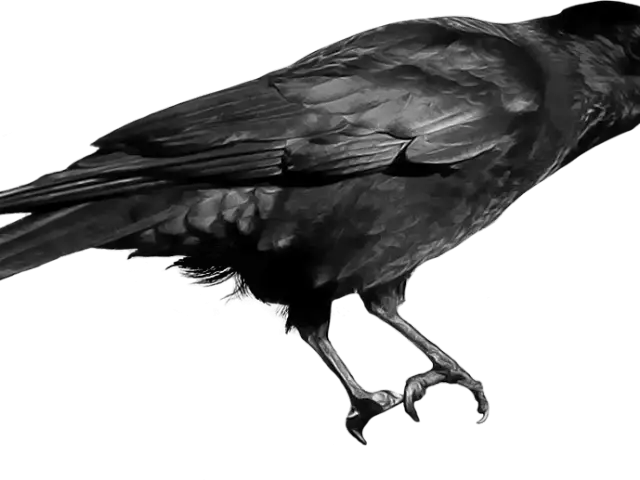 Black Bird with Outstretched Legs