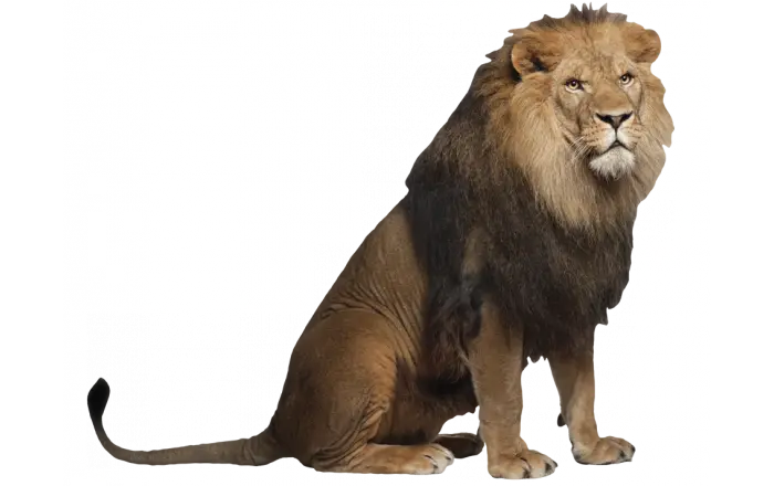Sitting Lion in Wildlife Pose
