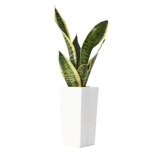 Green Snake Plant in White Pot