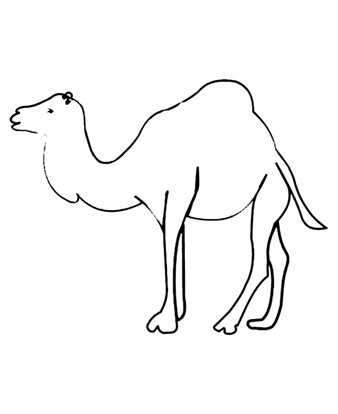 Camel Outline Drawing
