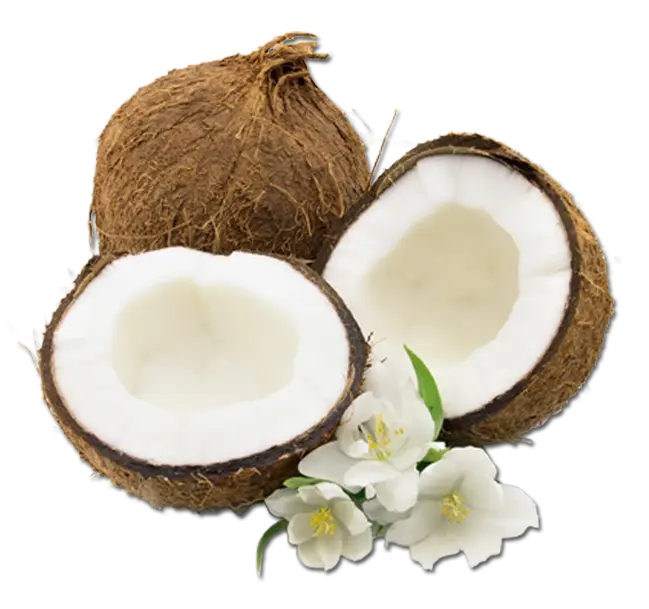 Coconuts and White Flowers Illustration