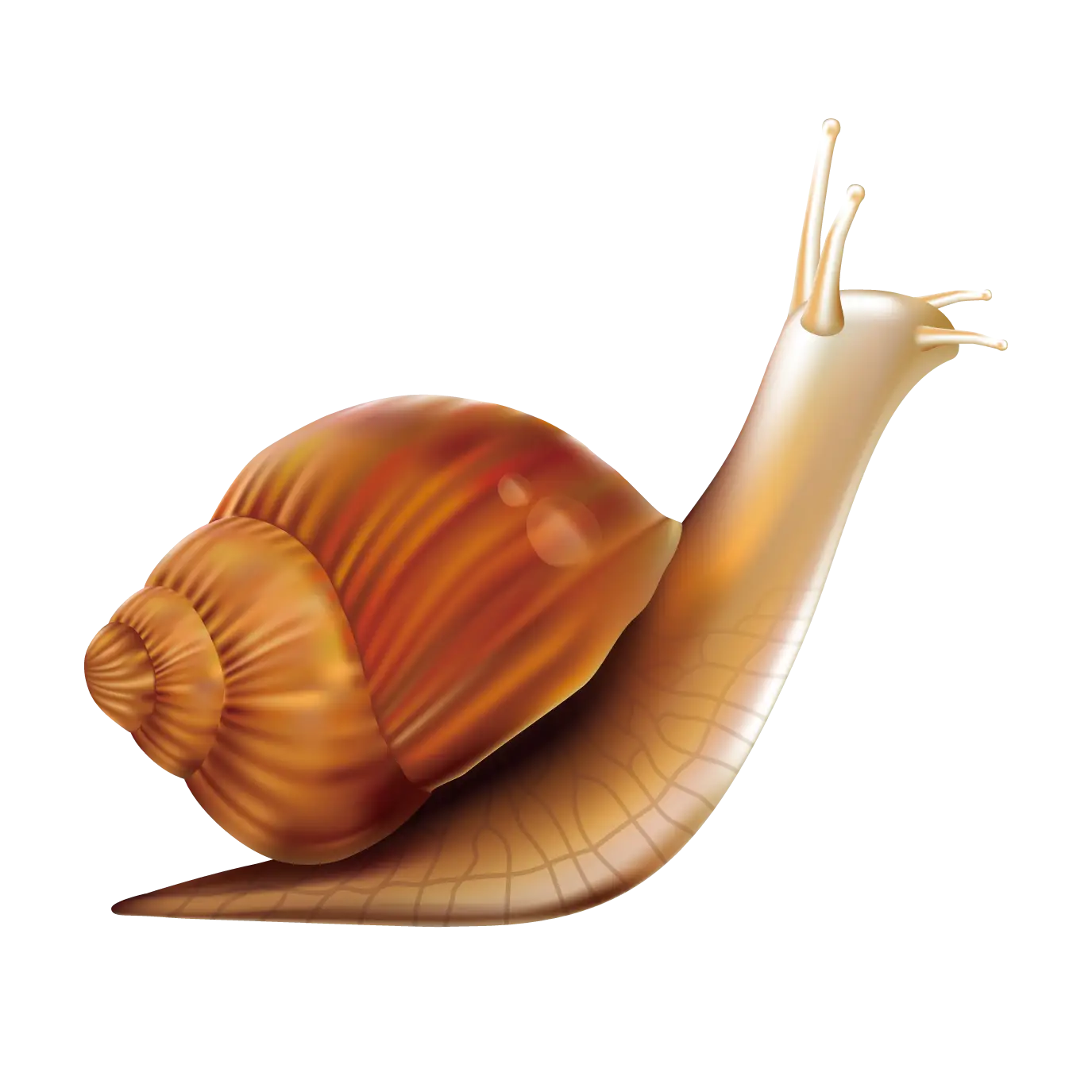 Brown Snail with Shell