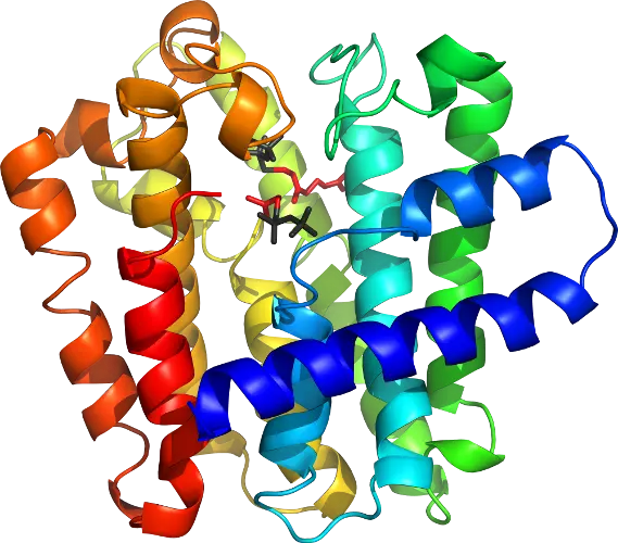 Colorful Ribbon Structure of Protein Molecule