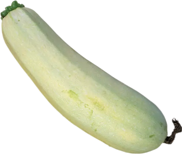 Fresh Green Zucchini