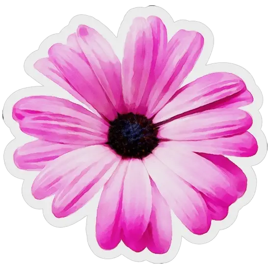 Beautiful Pink Flower in Full Bloom