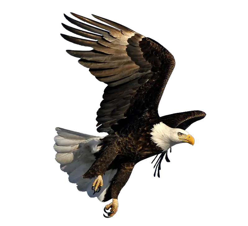 Bald Eagle Diving Gracefully in Flight