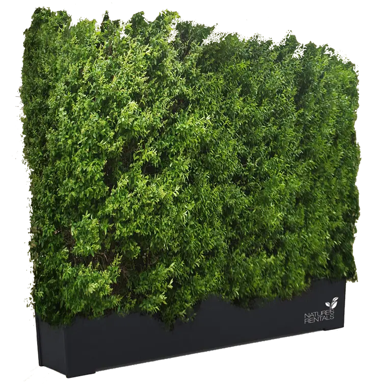 Tall Hedge for Privacy and Decoration