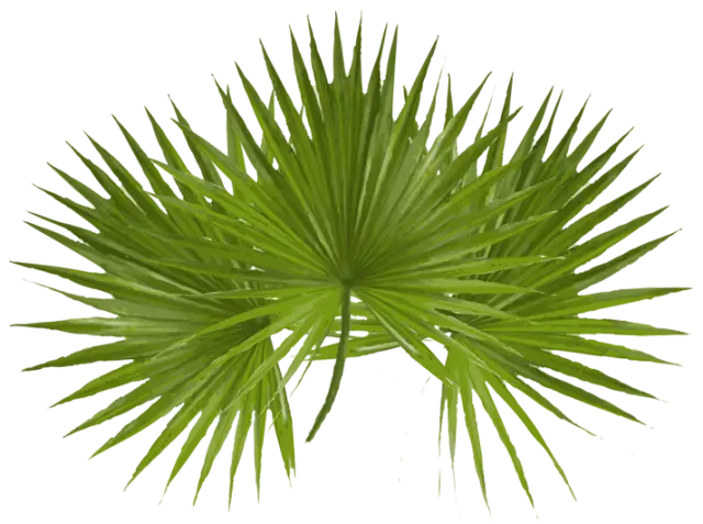 Green Palm Leaves for Nature Design