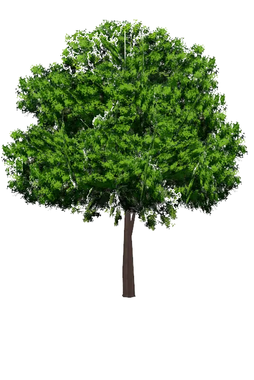 Detailed Green Tree Illustration with Lush Foliage