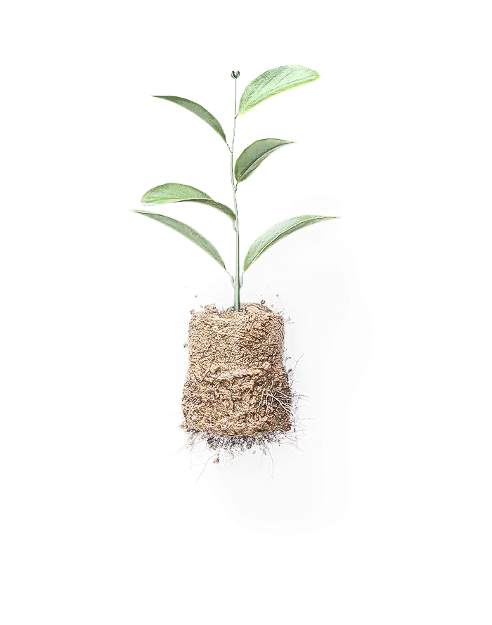 Young Plant Seedling in Soil