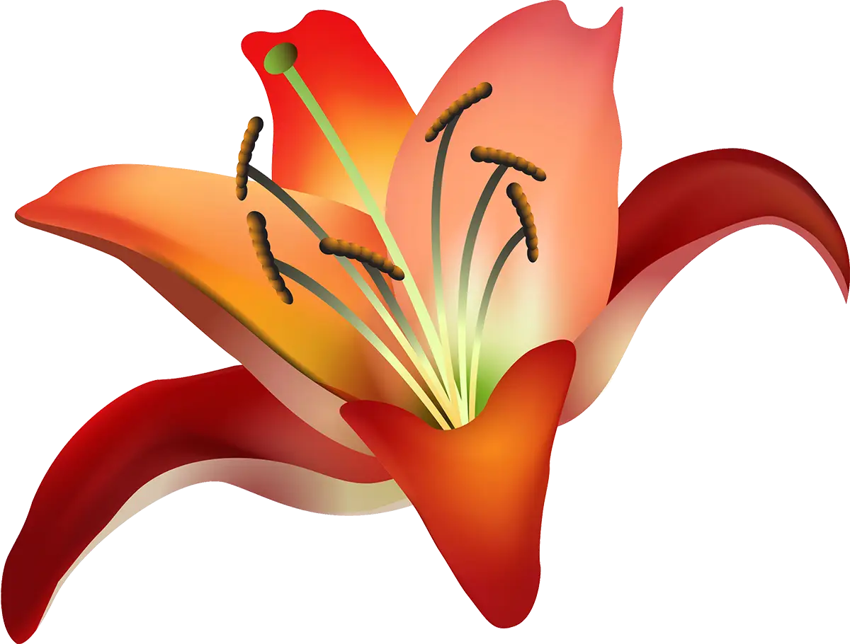 Bright and Beautiful Orange Lily Flower