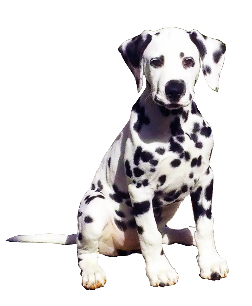Adorable Dalmatian Puppy Sitting